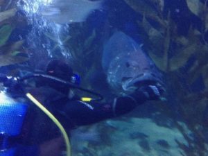 volunteering to scuba dive with a giant fish